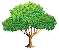 2.000 cây tán rộng